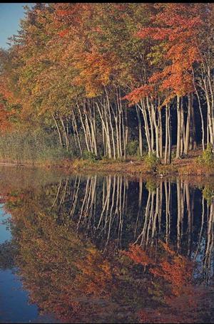 Autumn Reflections